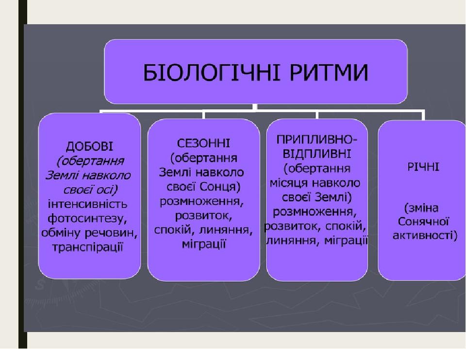 Реферат: Біоритми організму Добові біоритми Вплив місяця на добові біоритми