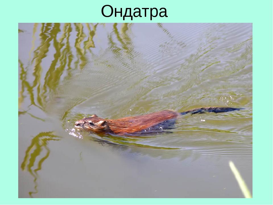 Ондатра