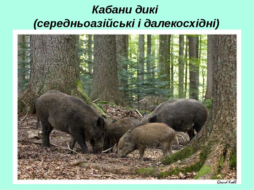 Кабани дикі (середньоазійські і далекосхідні)