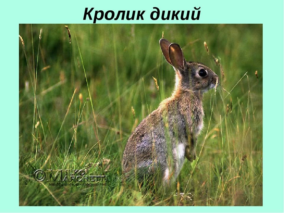 Кролик дикий