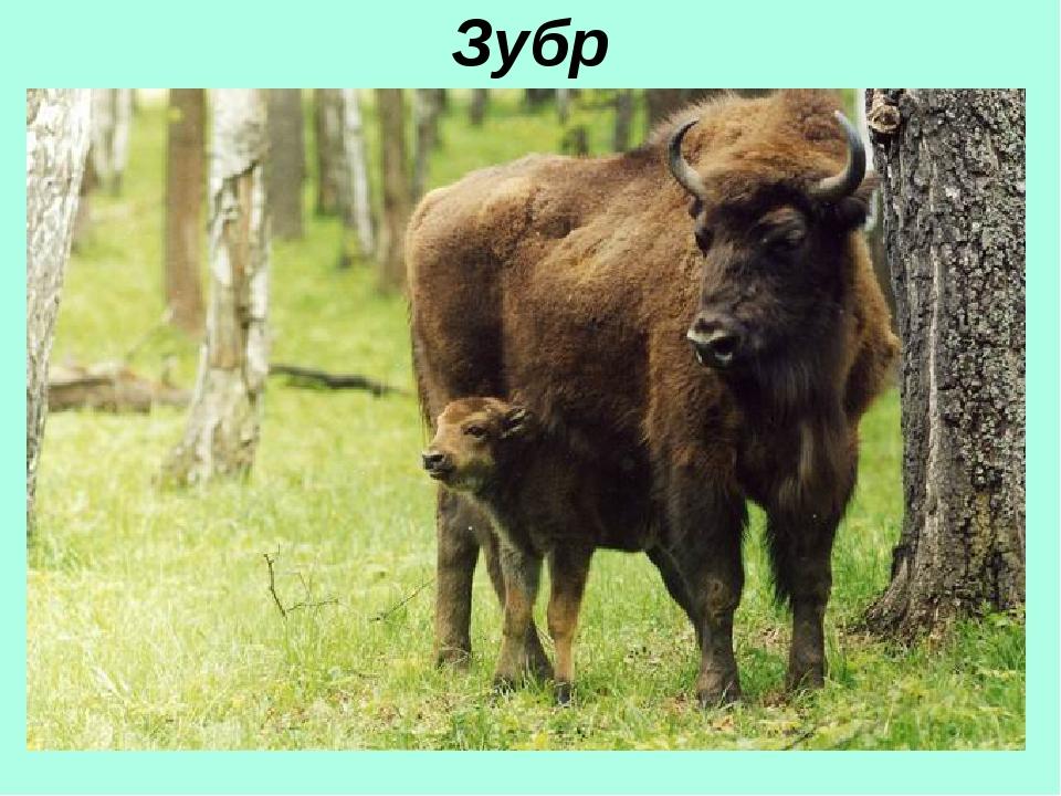 Зубр