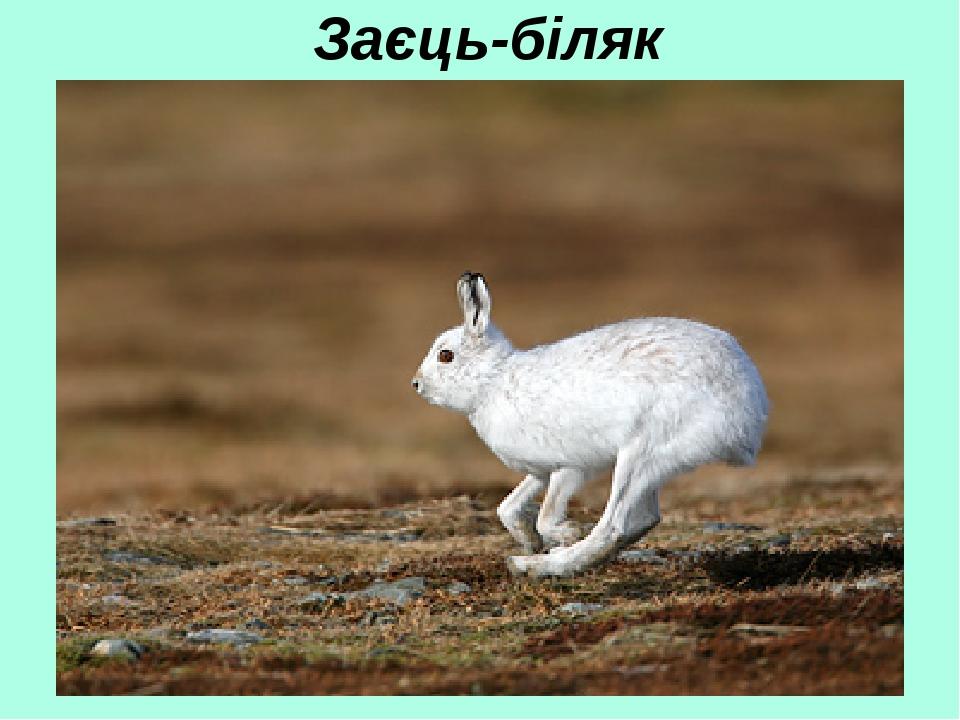 Заєць-біляк
