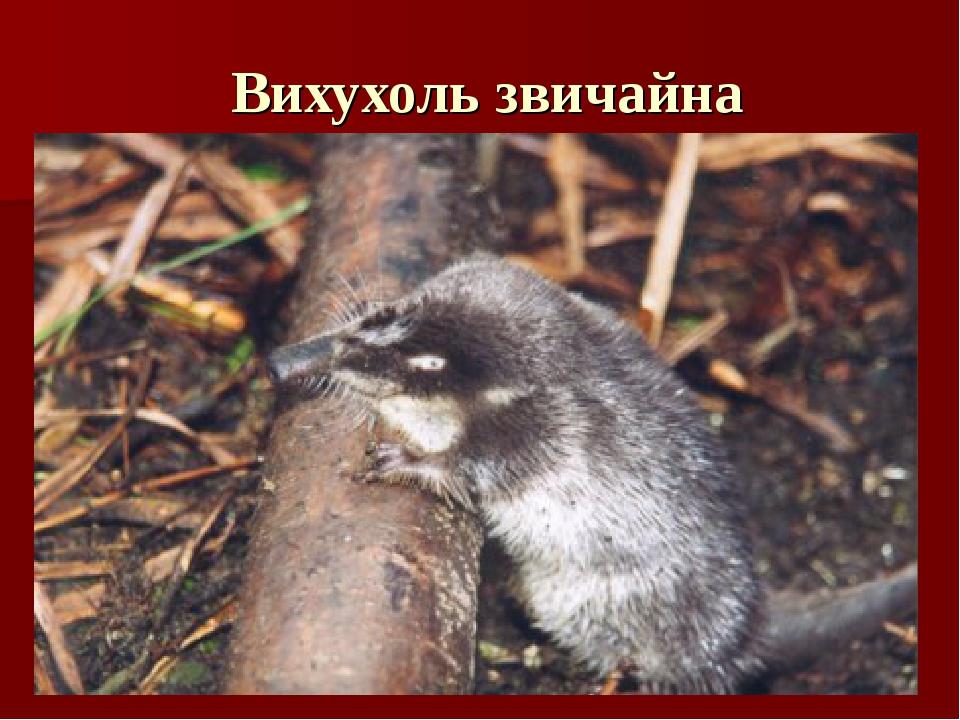 Вихухоль звичайна