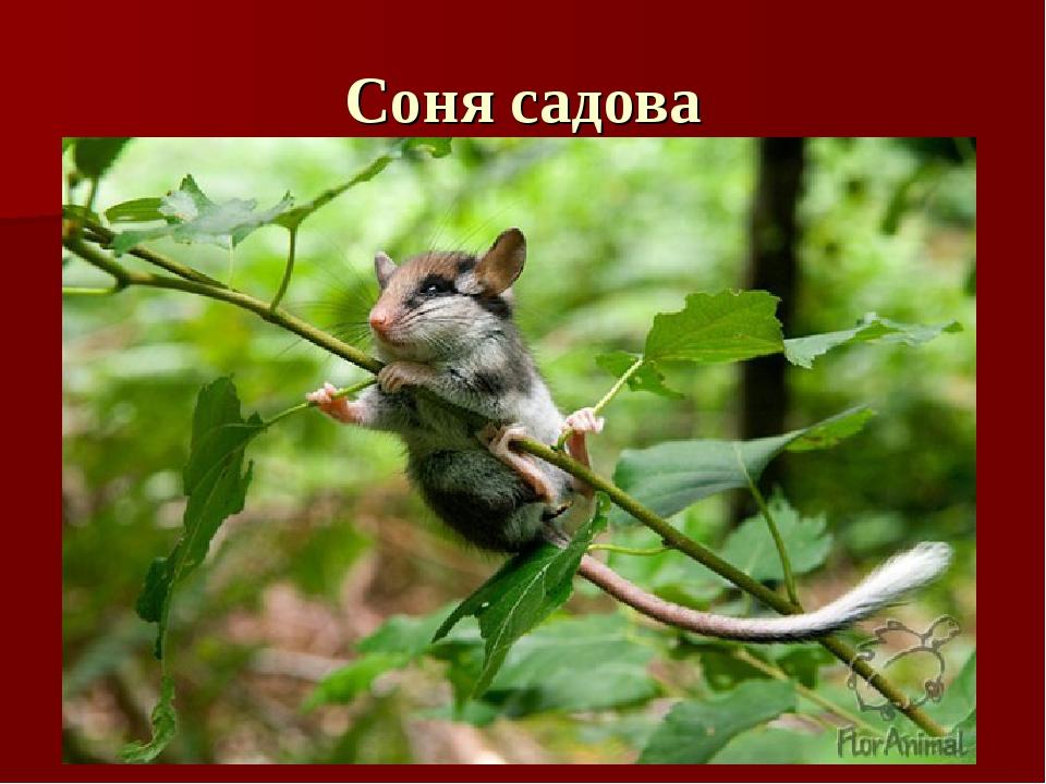 Соня садова