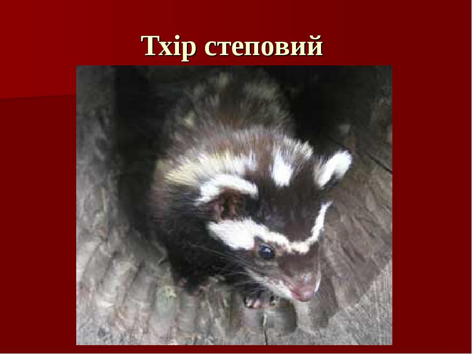 Тхір степовий