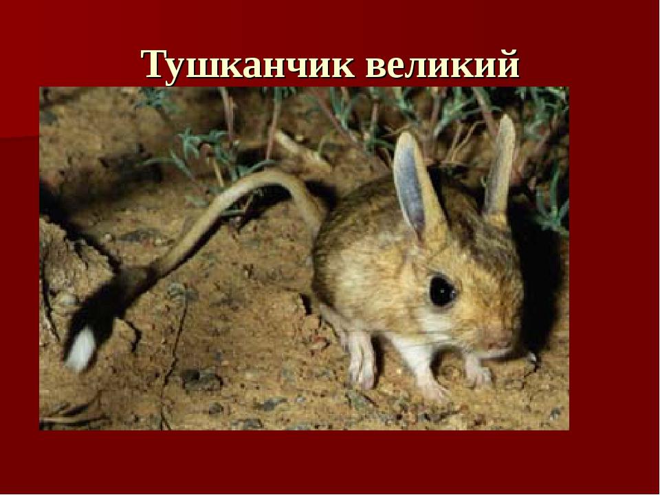 Тушканчик великий