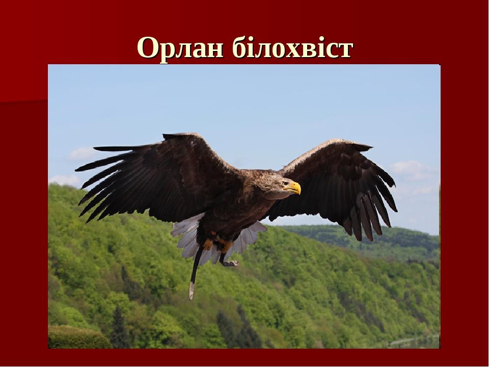 Орлан білохвіст