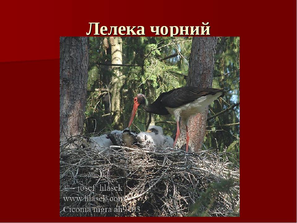 Лелека чорний