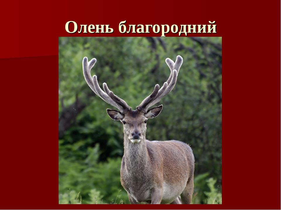 Олень благородний