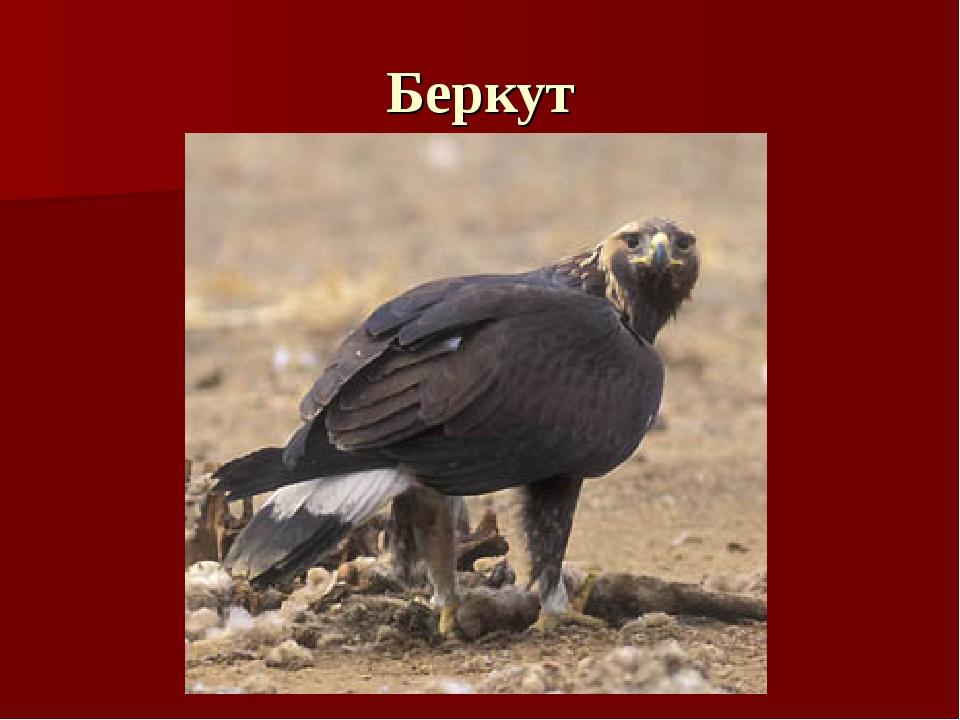 Беркут