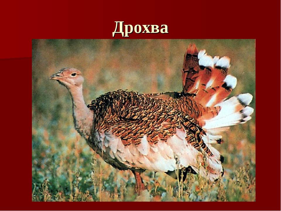 Дрохва
