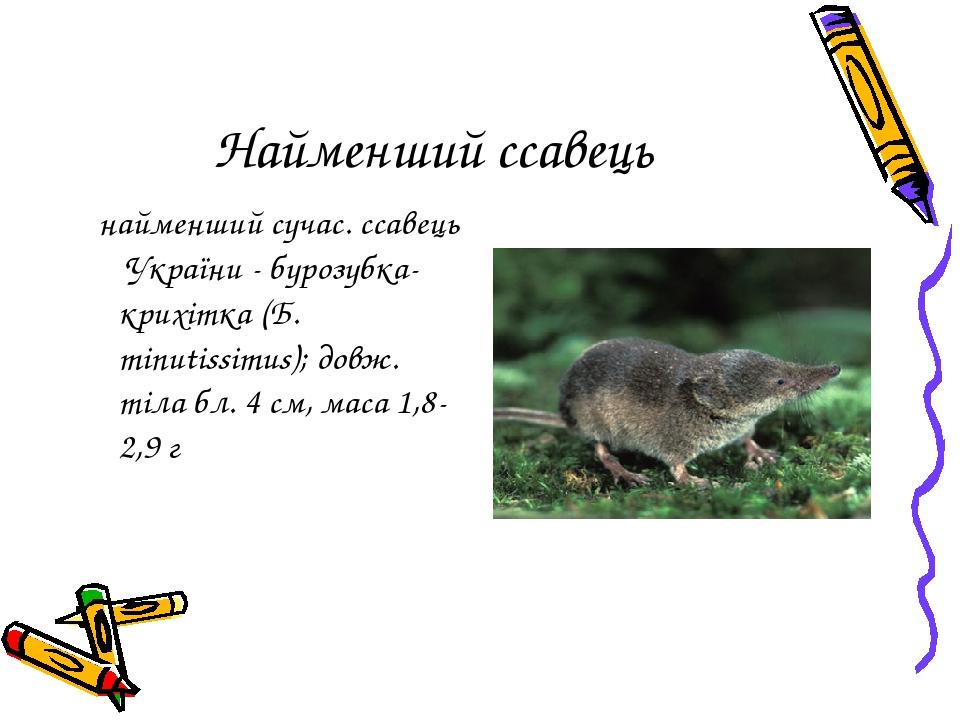 Найменший ссавець найменший сучас. ссавець України - бурозубка-крихітка (Б. mіnutissіmus); довж. тіла бл. 4 см, маса 1,8-2,9 г