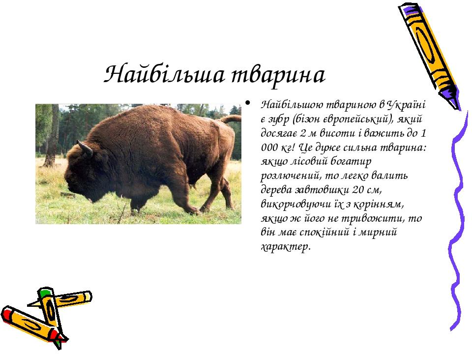 Найбільша тварина Найбільшою твариною в Україні є зубр (бізон європейський), який досягає 2 м висоти і важить до 1 000 кг! Це дуже сильна тварина: ...