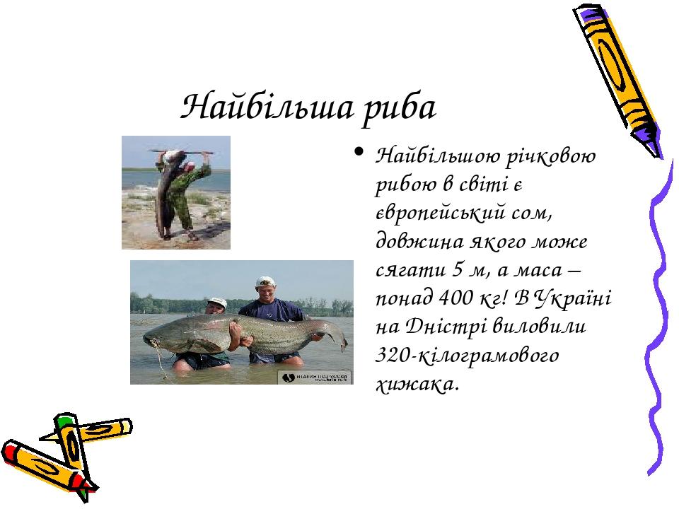 Найбільша риба Найбільшою річковою рибою в світі є європейський сом, довжина якого може сягати 5 м, а маса – понад 400 кг! В Україні на Дністрі вил...