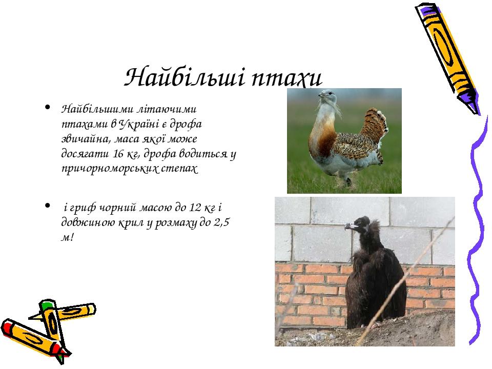 Найбільші птахи Найбільшими літаючими птахами в Україні є дрофа звичайна, маса якої може досягати 16 кг, дрофа водиться у причорноморських степах і...