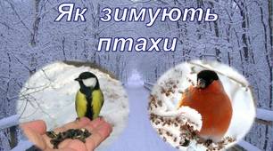 Презентація  "Птахи взимку". Я досліджую світ, 2 клас