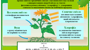 Ілюстрація на тему "Фотосинтез"