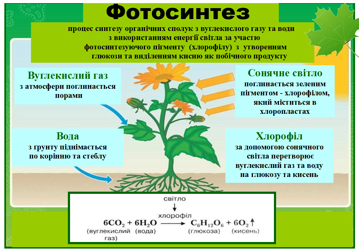 Часть растения необходимая для фотосинтеза