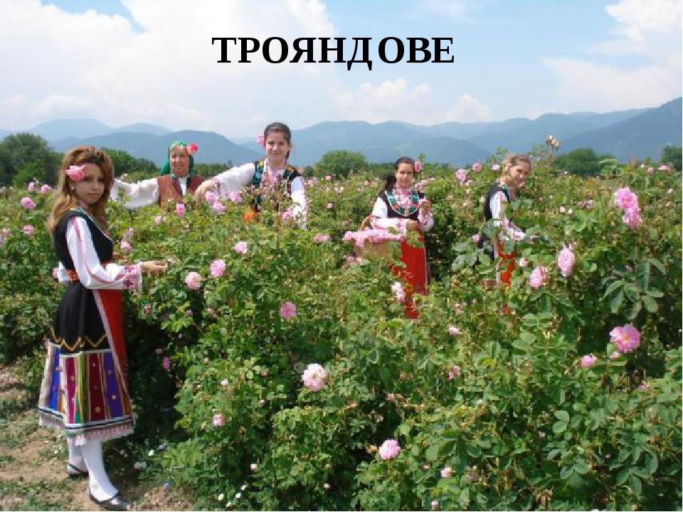 ТРОЯНДОВЕ