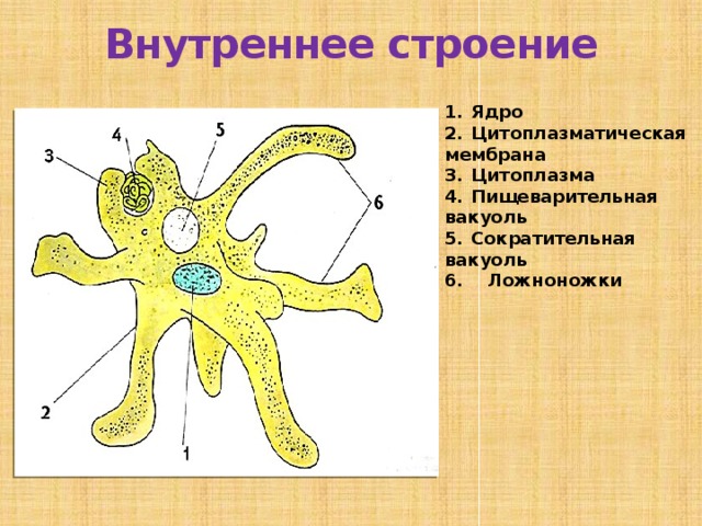 Амеба картинка с подписями