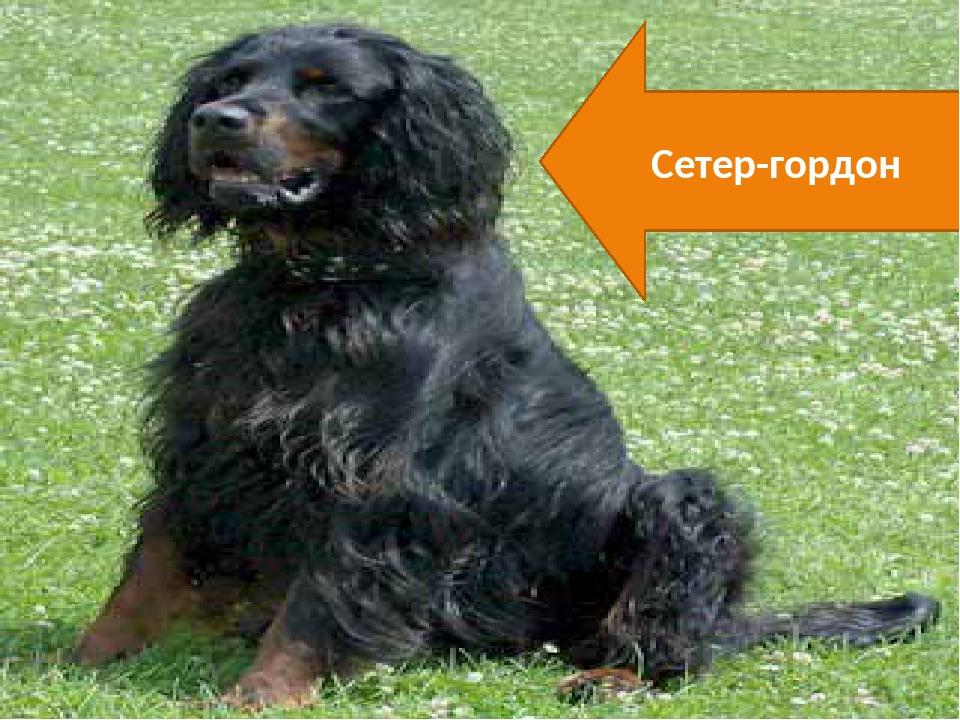 Сетер-гордон