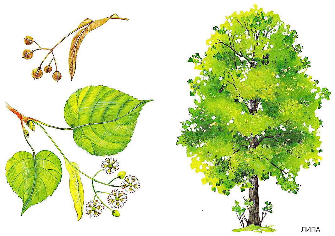 Цікаві відомості про дерева з горобиноподібним листям