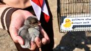 Курчата як лікувальний засіб від ґаджетозалежності