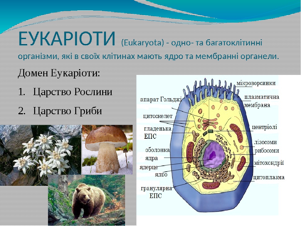 Презентація на тему "Біорізноманіття"