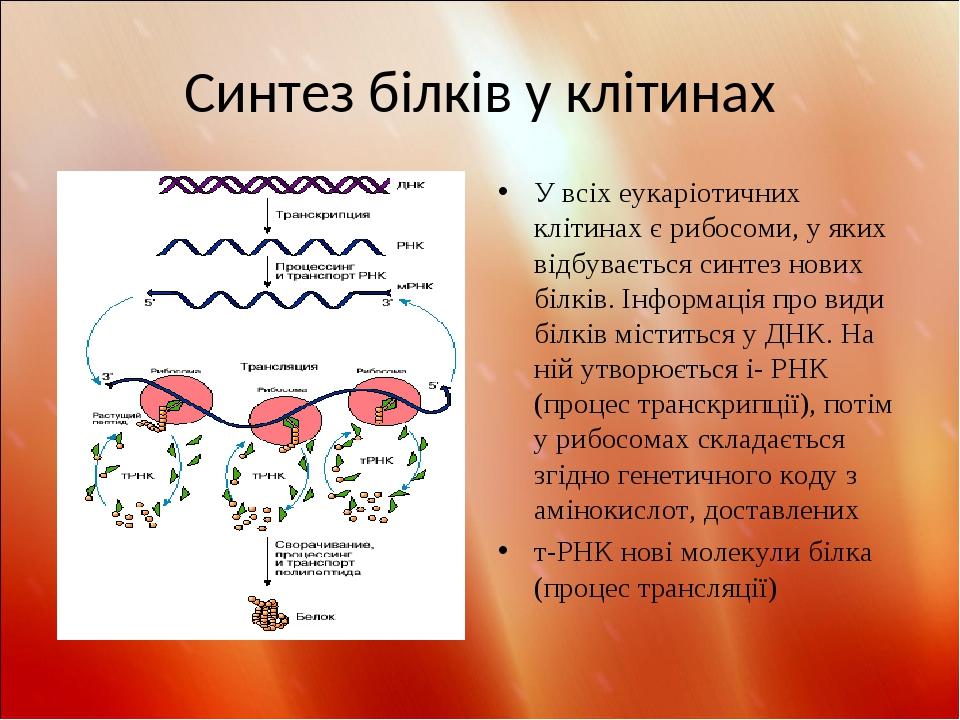 Схема синтеза йодтиронинов