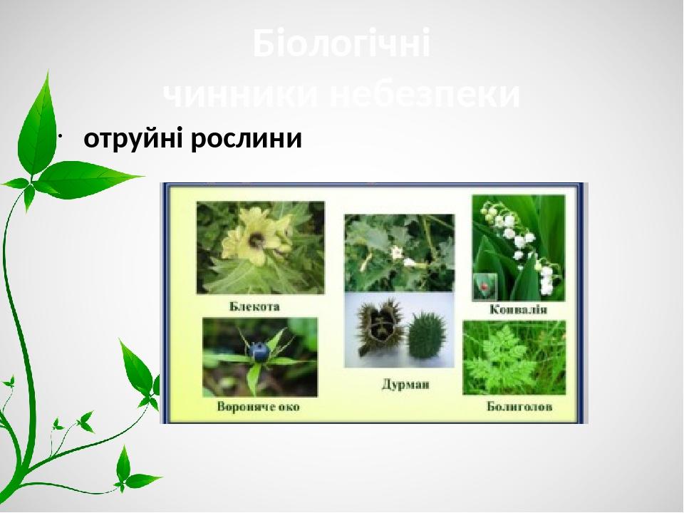 Біологічні чинники небезпеки отруйні рослини