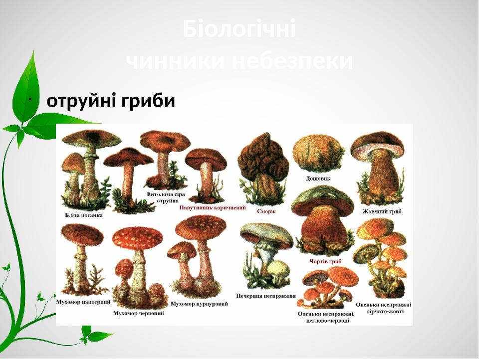 Біологічні чинники небезпеки отруйні гриби