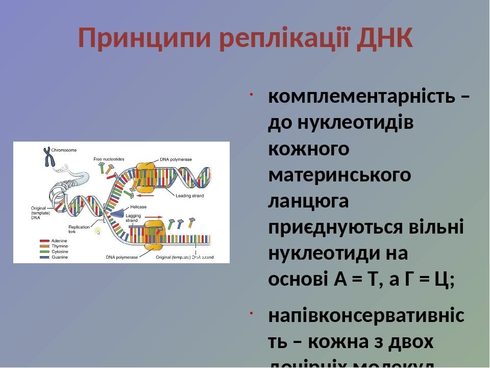 Репарация днк презентация