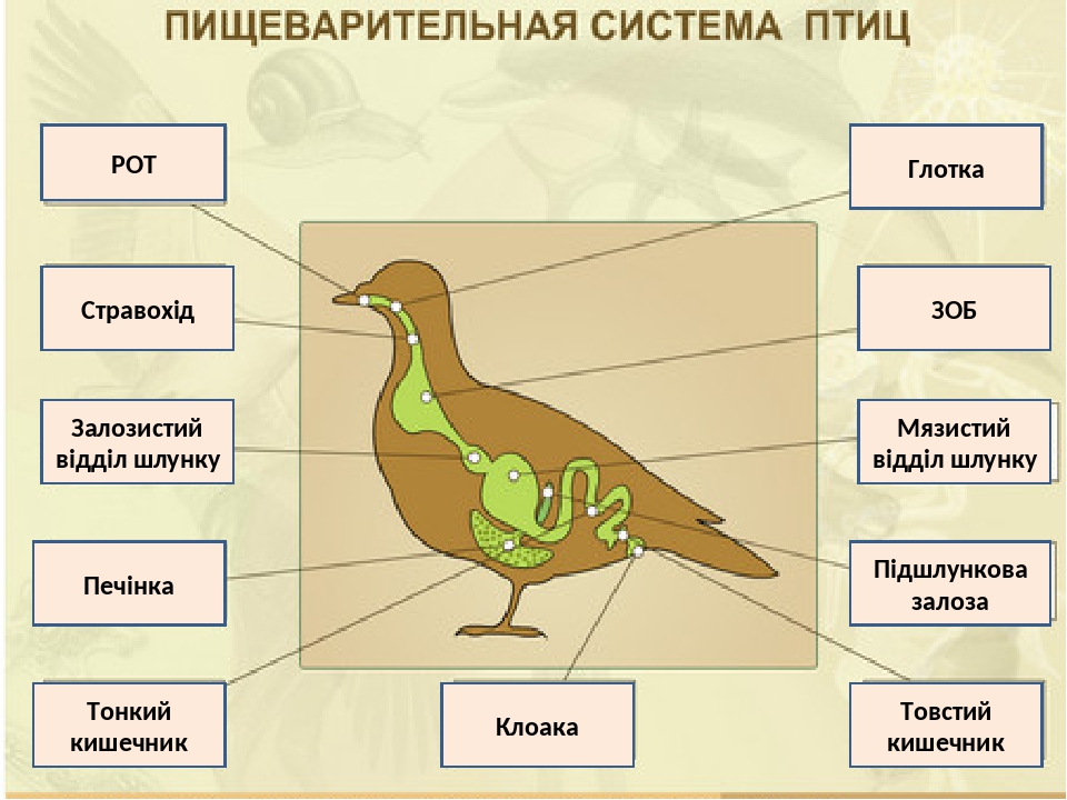 Укажите особенности внутреннего строения птиц. Пищеварительная система птиц 7 класс биология. Биология 8 класс птицы пищеварительная система. Пищеварительная выделительная и дыхательная система птиц. Внутренняя система птиц.