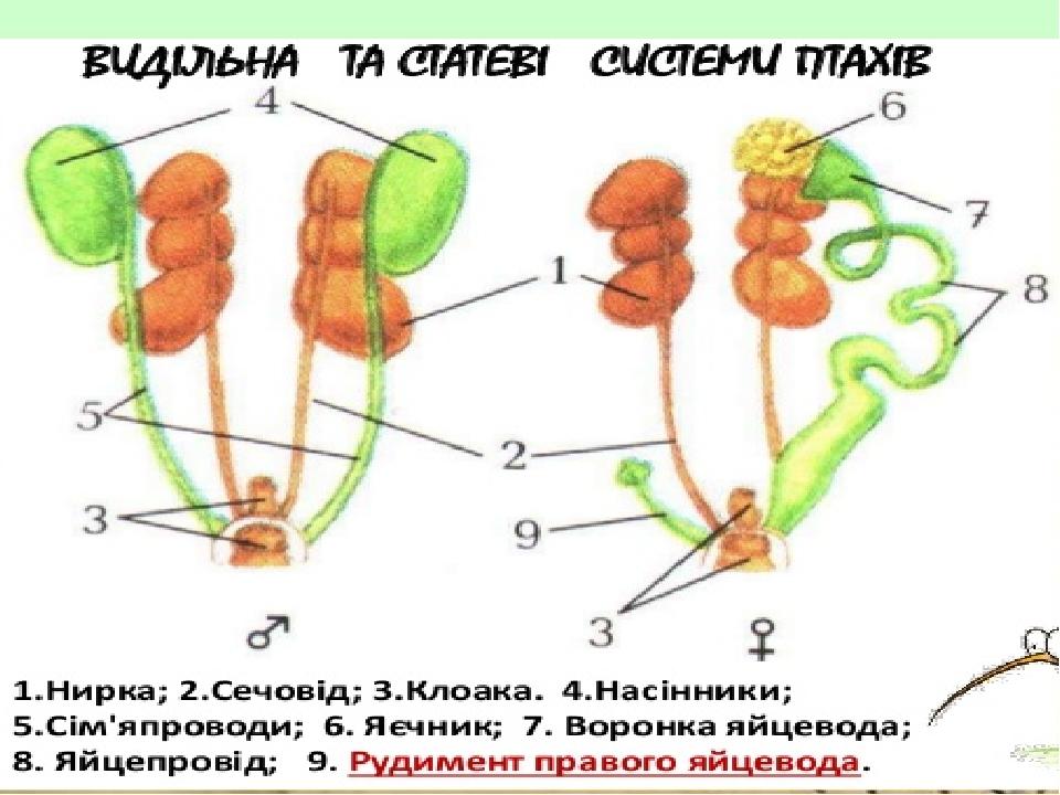 Zagalna Harakteristika Zovnishnya Ta Vnutrishnya Budova Ptahiv