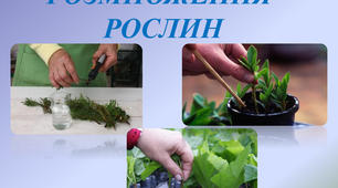 Презентація до теми "Способи розмноження рослин".