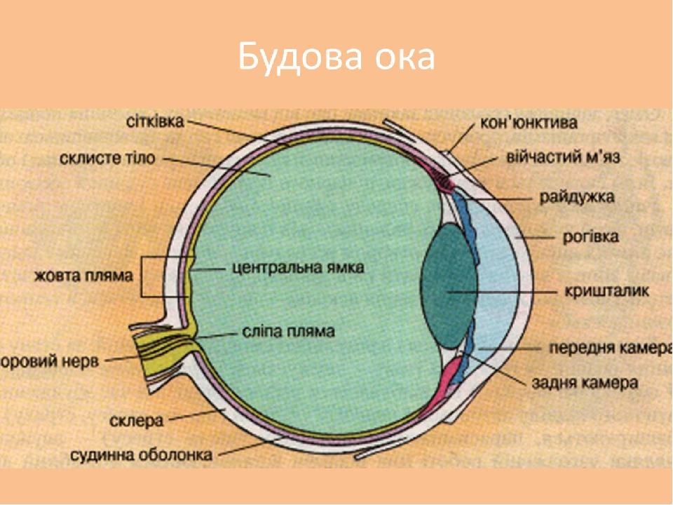 Око схема