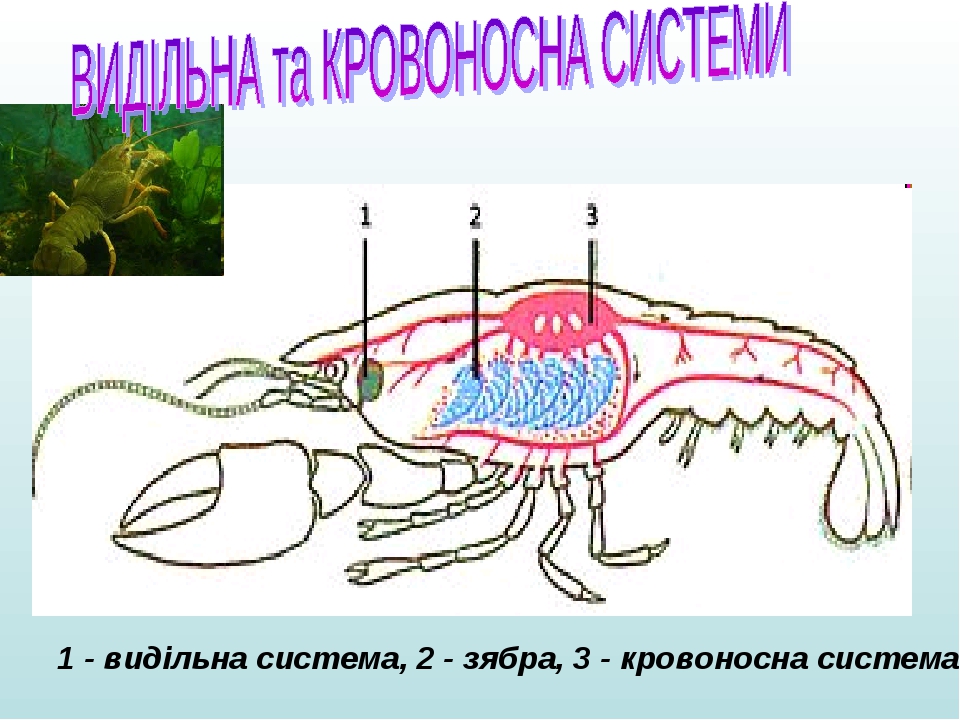 Самый многочисленный тип членистоногих. Нервная система членистоногих. Дыхательная система членистоногих. Мышечная система членистоногих. ЕГЭ биология Членистоногие тесты.