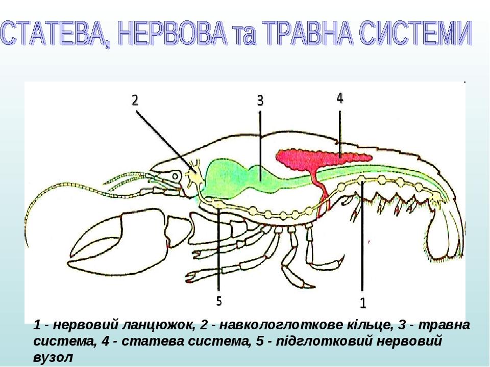 Тип членистоногие классификация. Классификация членистоногих. фигурки членистоногих 6 шт.