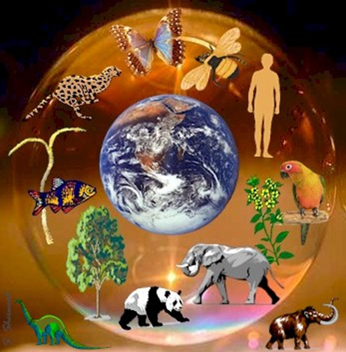 Реферат: Екологія та охорона навколишнього середовища