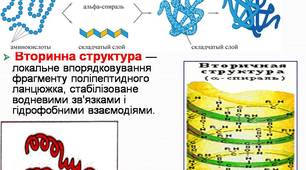 Презентація з біології "Білки"