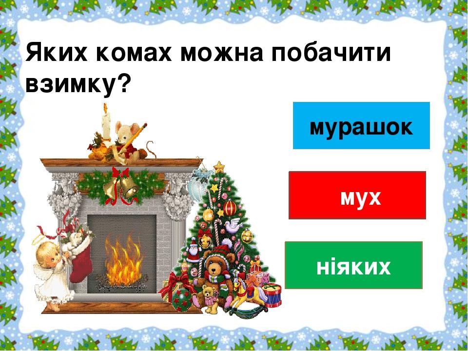 мурашок мух ніяких Яких комах можна побачити взимку?                            