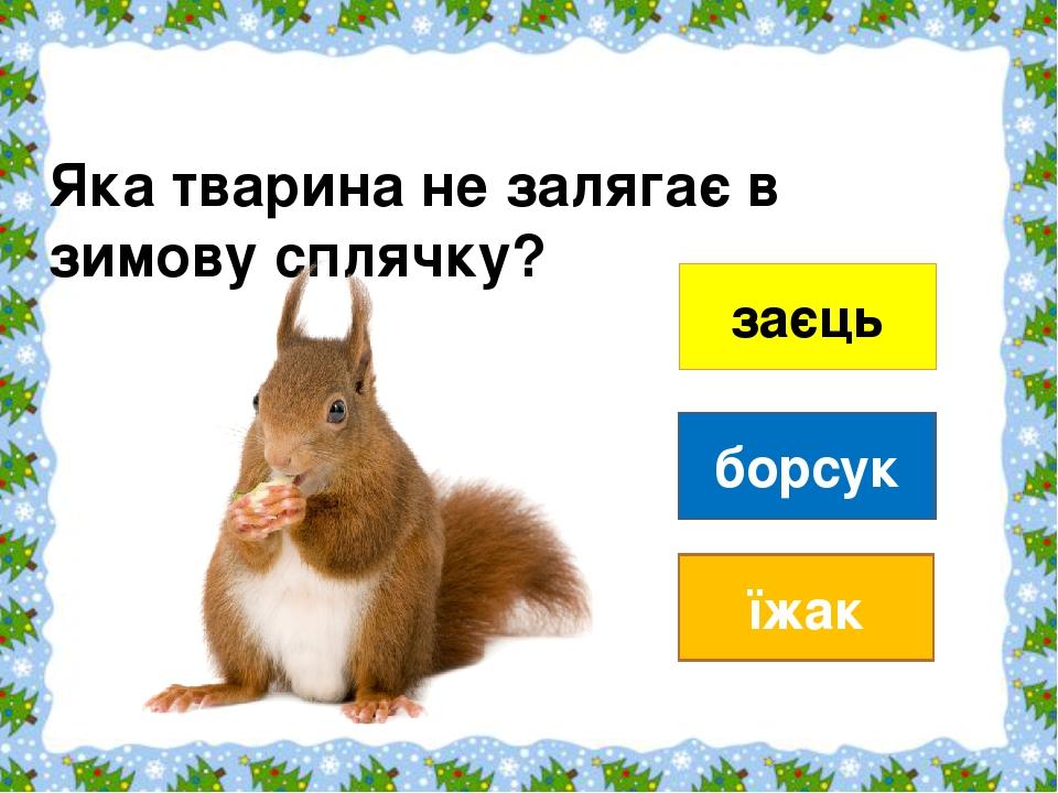 заєць борсук їжак Яка тварина не залягає в зимову сплячку?                                                                