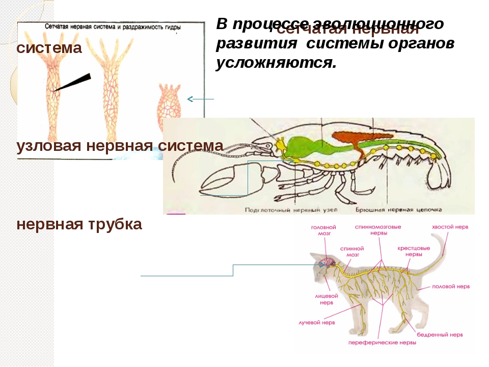 Сетчатая нервная. Органы нервной системы животных. Нервная система узлового типа. Нервная система узлового типа у животных. Нервная система сетчатого типа.