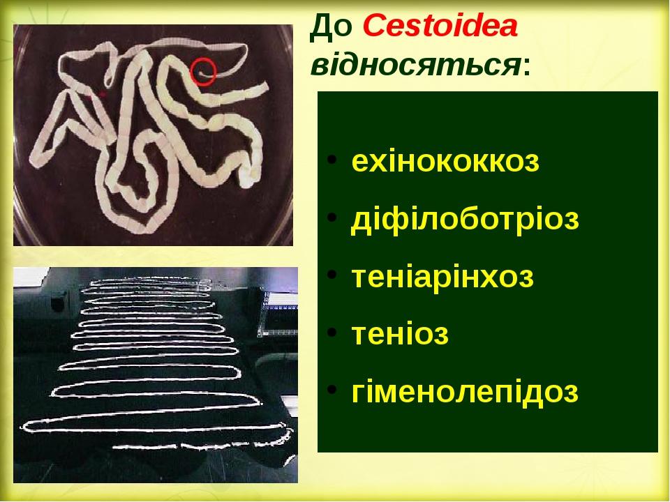 ехінококкоз діфілоботріоз теніарінхоз теніоз гіменолепідоз До Cestoidea відносяться: