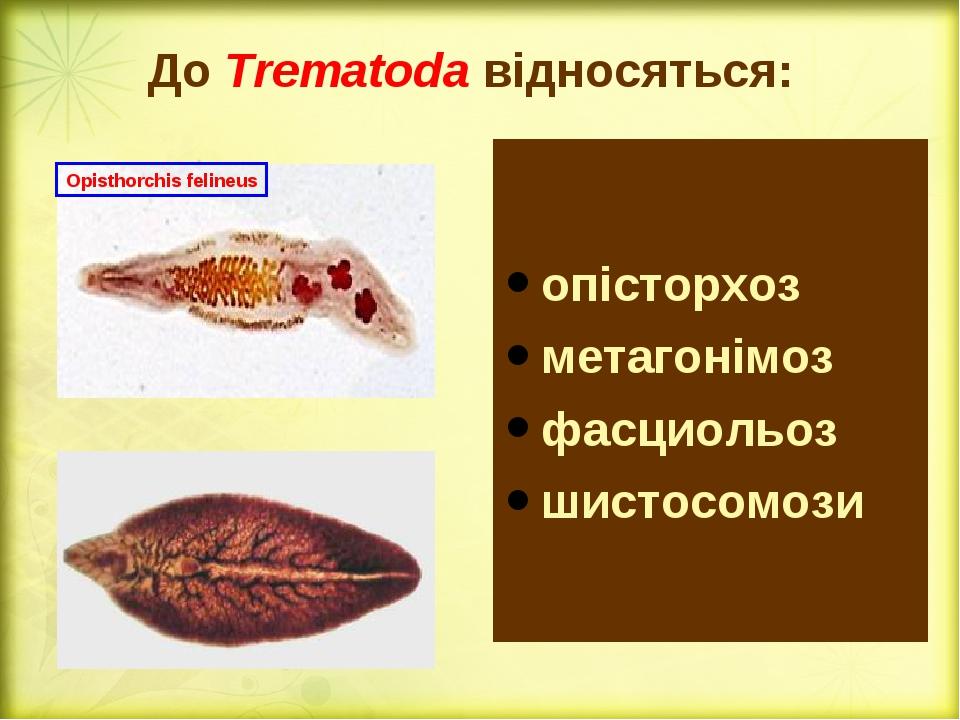 До Trematoda відносяться: опісторхоз метагонімоз фасциольоз шистосомози