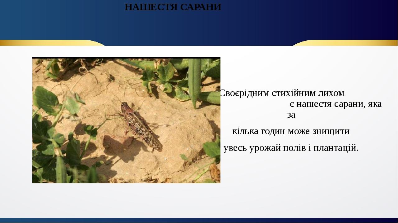 НАШЕСТЯ САРАНИ Своєрідним стихійним лихом є нашестя сарани, яка за кілька годин може знищити увесь урожай полів і плантацій.
