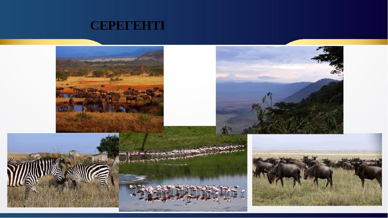 СЕРЕГЕНТІ