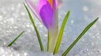 Виховний захід з англійської мови «Spring is coming»