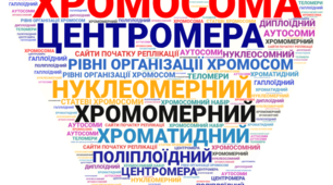 Презентація " Хромосоми. Будова. Каріотип."