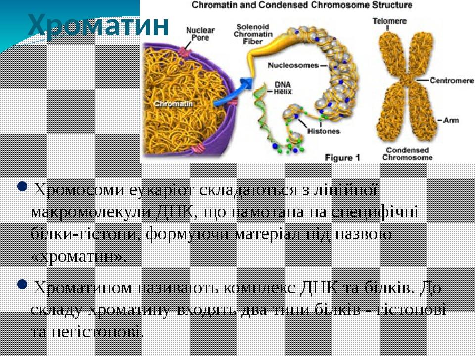 Презентація " Хромосоми. Будова. Каріотип." | Презентація. Біологія